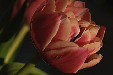 Tulpe in Nahaufnahme von Gonnie van Roij