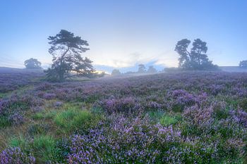 Blue hour on the Brunsummerheide