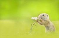 Aan bloem ruikende grondeekhoorn