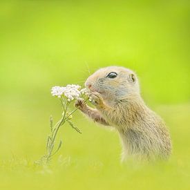 Écureuil terrestre sentant la fleur sur Ronny De Groote