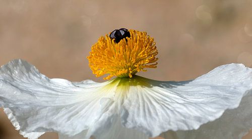 Stekelige klaproos bloem