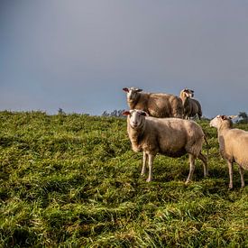Schafe in Dordecht von Photobywim Willem Woudenberg