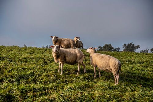 Schafe in Dordecht von Photobywim Willem Woudenberg