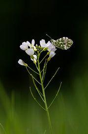 Butterfly, the orange tip by Danny Slijfer Natuurfotografie