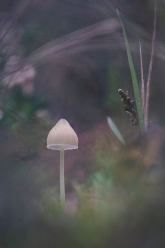 Kleine paddenstoel in mystieke sfeer