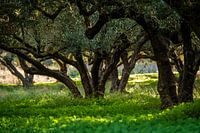 Olive grove on Crete