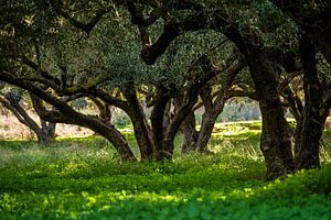 Olivenhain auf Kreta