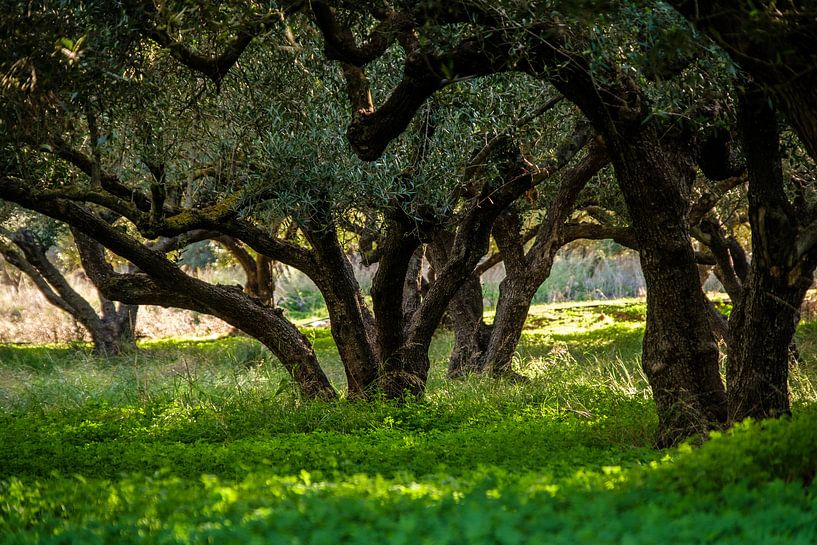 Olivenhain auf Kreta von Emel Malms
