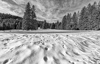 Black Forest