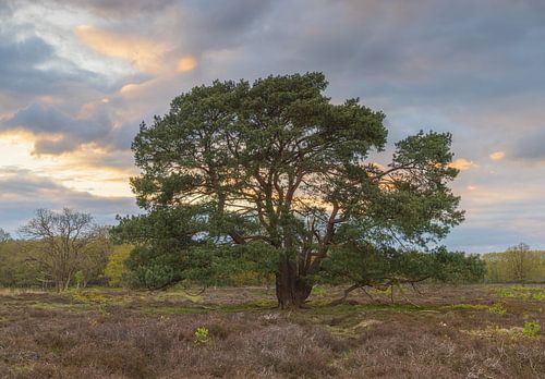 Schipborg (Nederland)