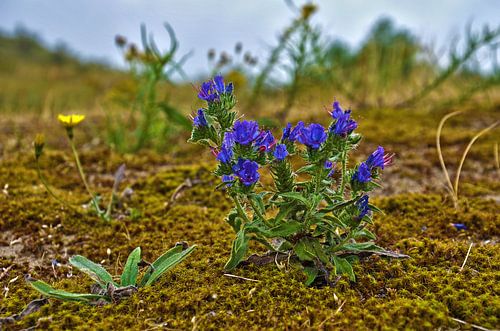 Viper's bugloss