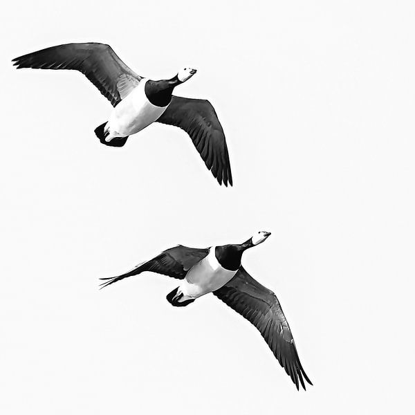 Synchronously flying barnacle geese by Fotografie Jeronimo