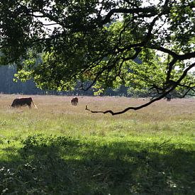 Haaksbergerveen van Heleen Harmsen