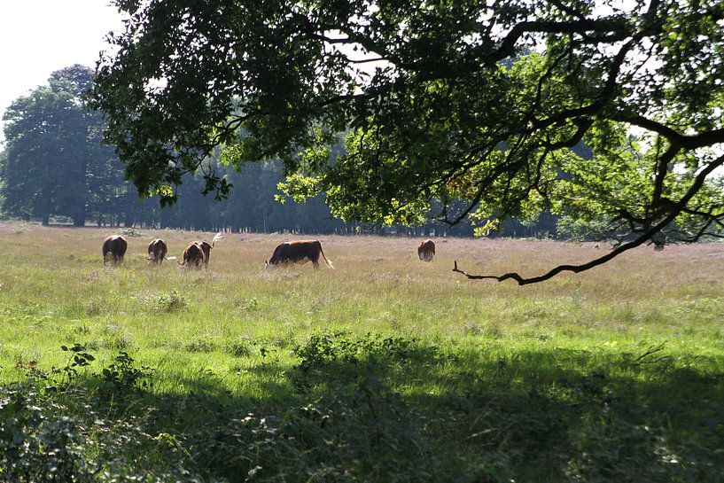 Haaksbergerveen by Heleen Harmsen