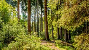 Wald Landschaft im Sommer