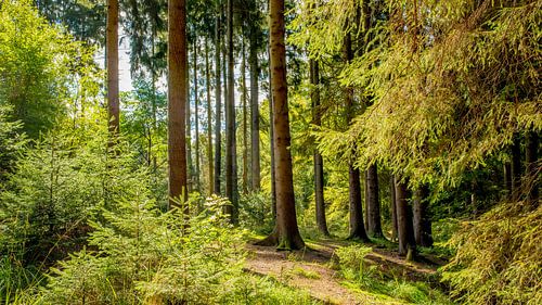 Forest landscape in summer