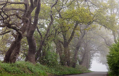 Landschap van bomen langs de weg in de lente ergens in het Hunzedal