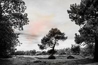 Lichte kleuren in zwart-wit landschap van Irene Lommers thumbnail