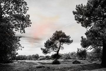 Lichte kleuren in zwart-wit landschap van Irene Lommers