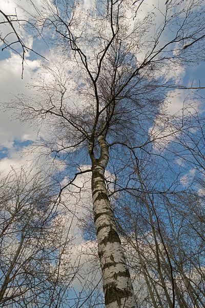 Berkenboom tegen een blauwe lucht met witte wolken van Tonko Oosterink