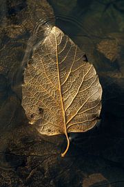 Blatt mit goldenen Adern schwimmt auf dunklem Wasser