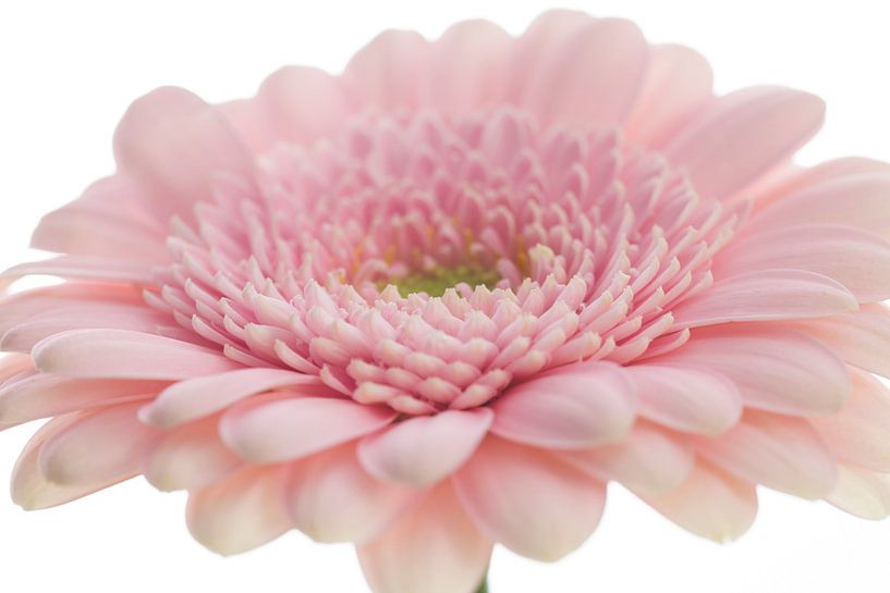Soft Flower by Janny Kleijn