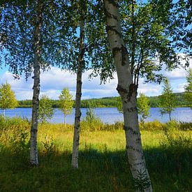 Birch grove at a lake in Sweden by Thomas Zacharias