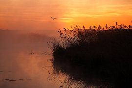 A bird in the golden morning light above Lake Federsee by Jiri Viehmann