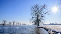 Strahlender Wintertag I