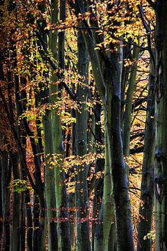 Bomen in een bos van Peter de Kievith Fotografie