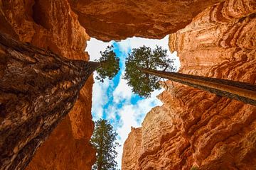 De bomen van Bryce Canyon van Ton Kool