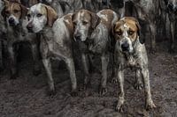 Foxhounds, a dirty hound is a happy hound
