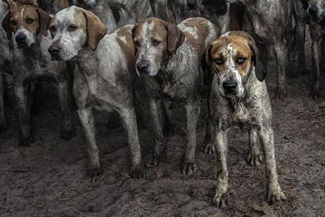 Foxhounds van Wybrich Warns