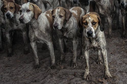 Foxhounds