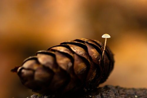 Les petits trésors de la nature... sur Andrea Hofstra