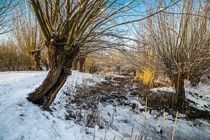 Willows in the sun on a snowy day
