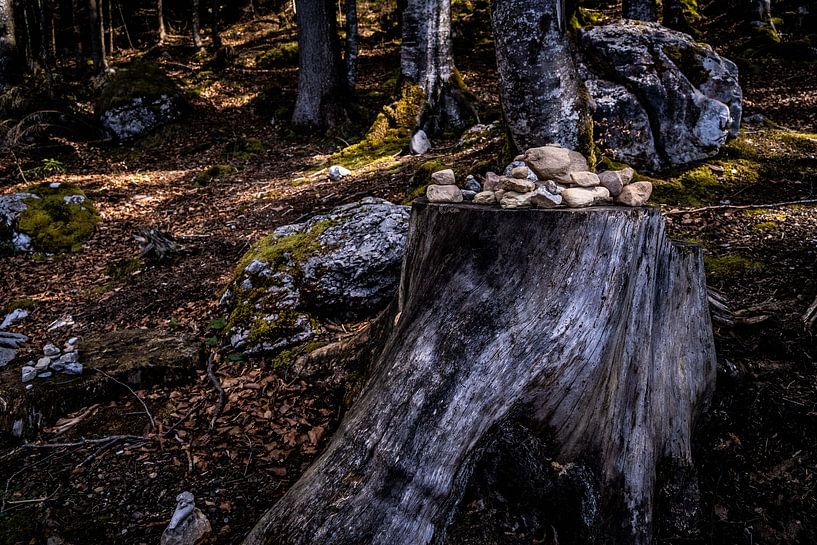 Stones on the stump by Diana Kors