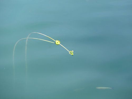 Water by Marloes Alink