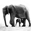olifant met jong van Henk Langerak