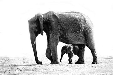 Elephant avec enfant sur Henk Langerak