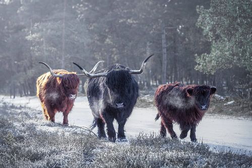 Kudde Schotse hooglanders in de sneeuw | winter | dieren fotografie