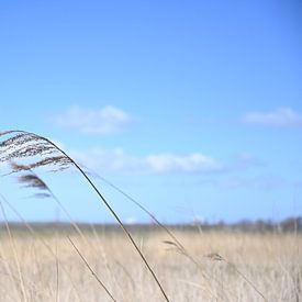 wind van Martin Baartmans