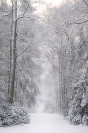 Verschneiter Waldweg von SR Blaauw