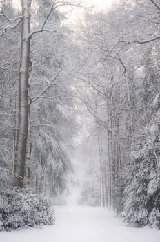Snow-covered forest path