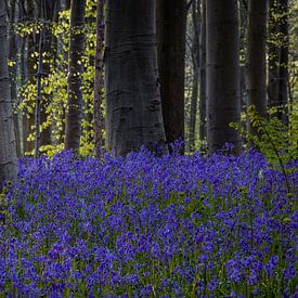 A captivating spring landscape in Hallerbos, Brussels region, wh von Thilo Wagner