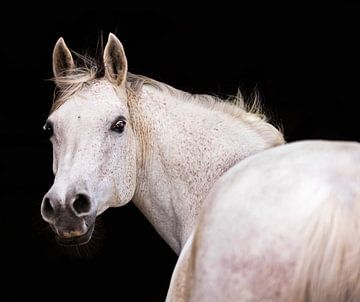 cheval arabe pur-sang sur Kim van Beveren