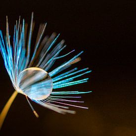 seed of a dandelion by Hans van der Grient