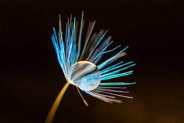 seed of a dandelion