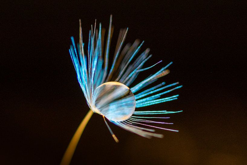 seed of a dandelion by Hans van der Grient