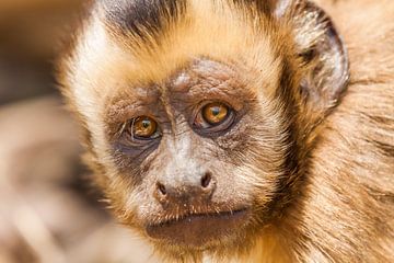 Capuchin monkey by Dennis Van Den Elzen
